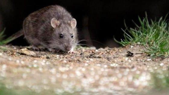 MIinsa reporta un caso de hantavirus en la provincia de Los Santos