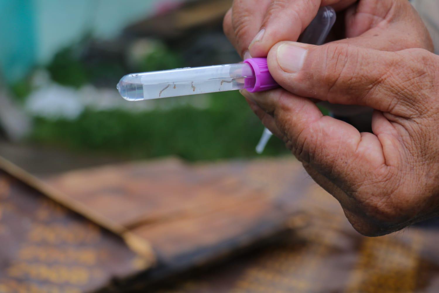 Minsa reporta más de 2,000 casos menos de dengue en Panamá