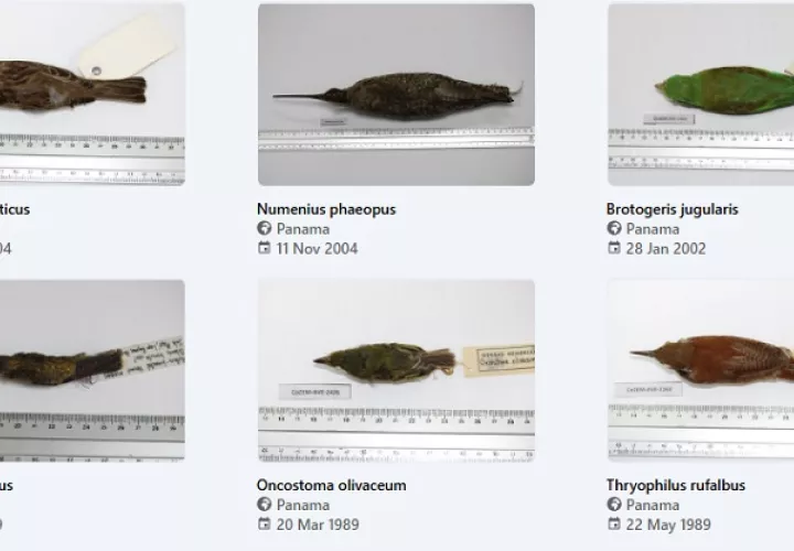 Colección de aves del ICGES ya está en plataforma mundial de biodiversidad