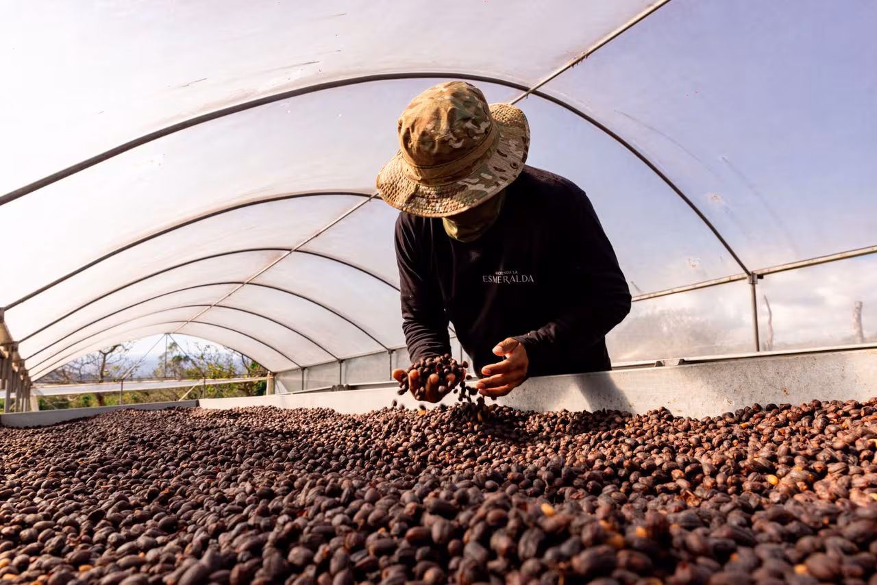 Cómo nació la revolución del café de especialidad en Panamá