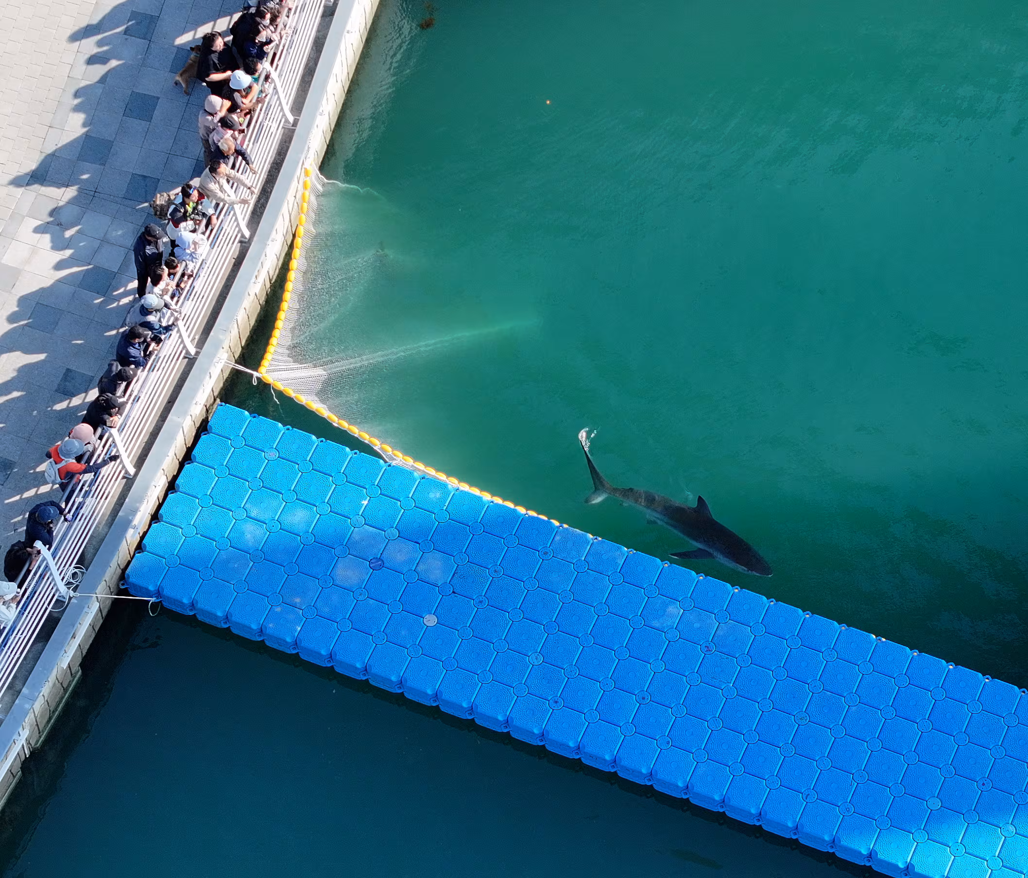 Tiburón que atrae a miles de curiosos en Corea del Sur vuelve al canal donde fue rescatado