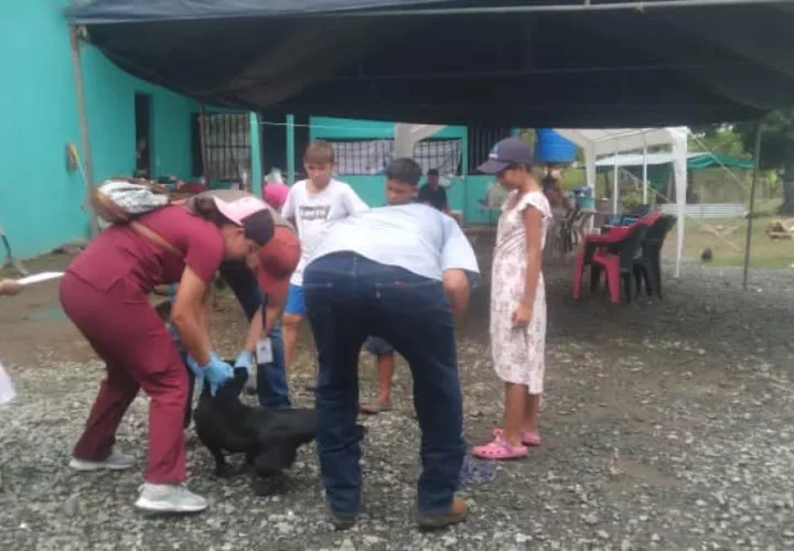 Minsa brinda atención veterinaria a mascotas en albergues de Los Santos