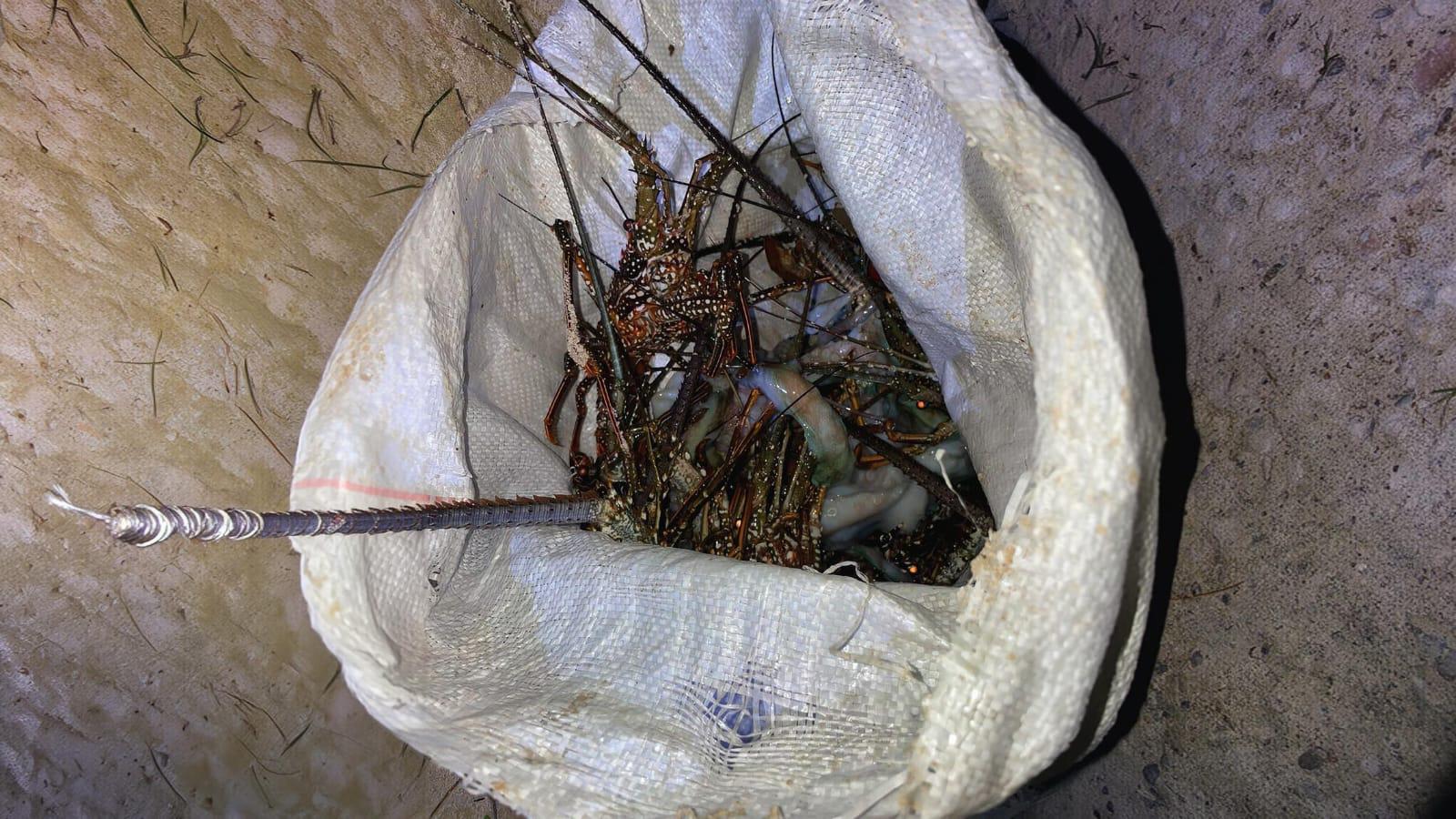 MiAmbiente decomisa 33 organismos marinos durante operativo en Isla Bastimentos