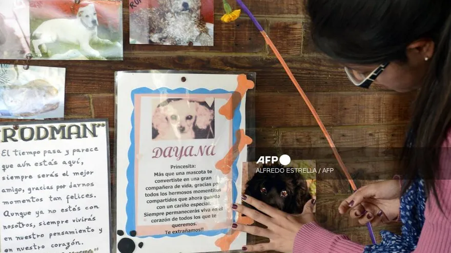 Por qué el 27 de octubre se dedica a las mascotas fallecidas en México