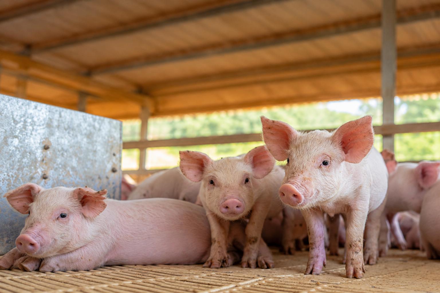 La producción de cerdo aumentó un 11.8% este año