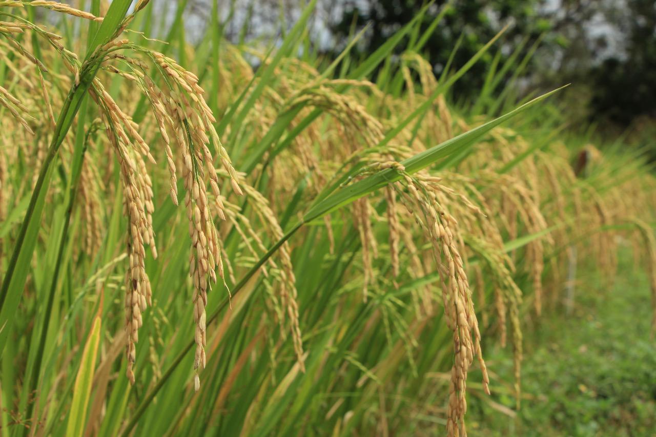 La ANALMO es reelegida para presidir la Cadena Agroalimentaria del Arroz